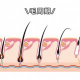 【毛周期】を知ると、なぜ脱毛が一度で終わらないかがわかってくる
