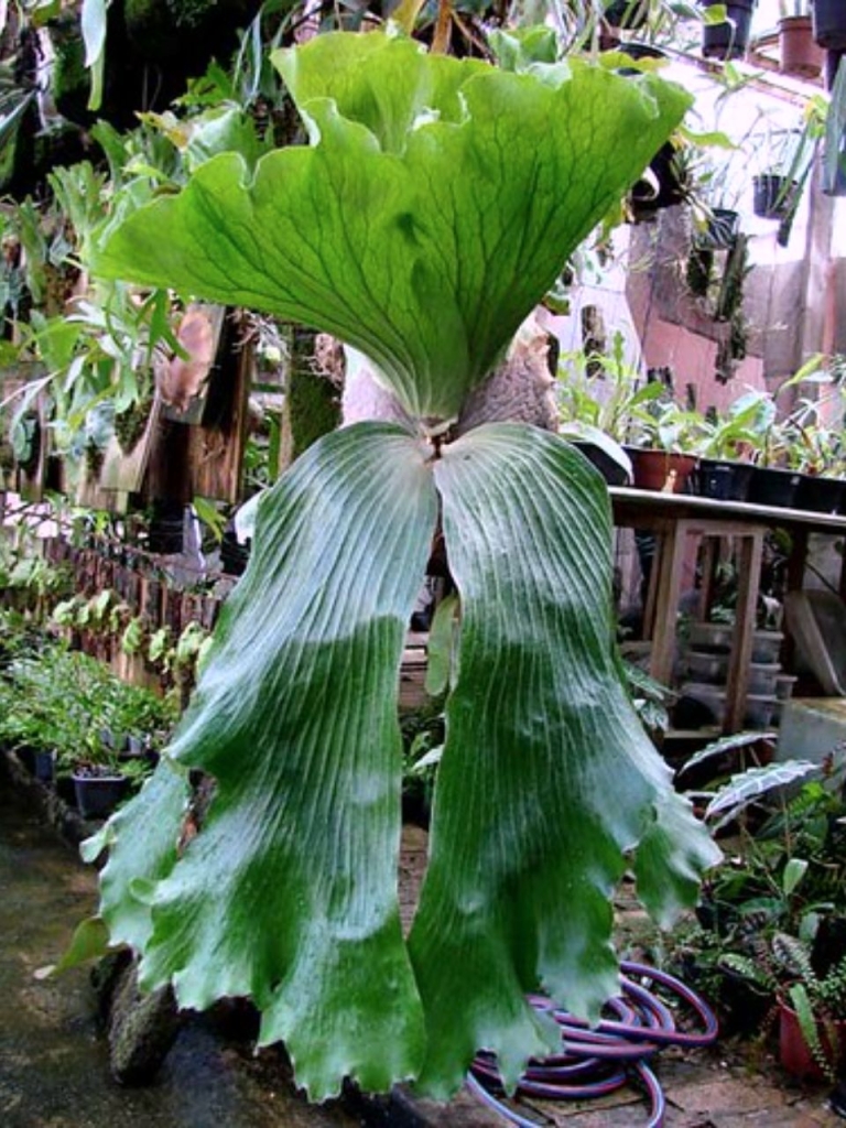veitchii (LF)　ビカクシダ 植物/観葉植物 インテリア小物 インテリア・住まい・小物 素晴らしい価格