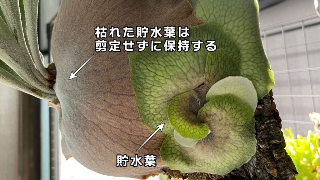 ビカクシダを構成するパーツ(部位)を徹底解説。貯水葉|水分を蓄えるための葉