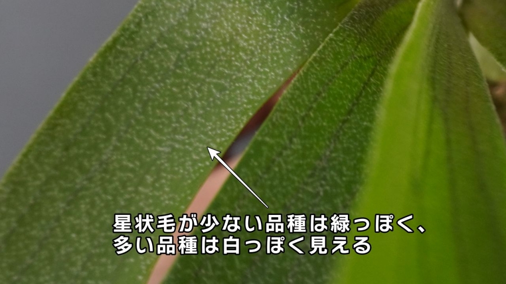 ビカクシダを構成するパーツ(部位)を徹底解説|星状毛の密度は品種によって様々